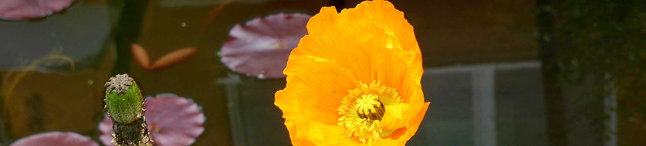 Anemone