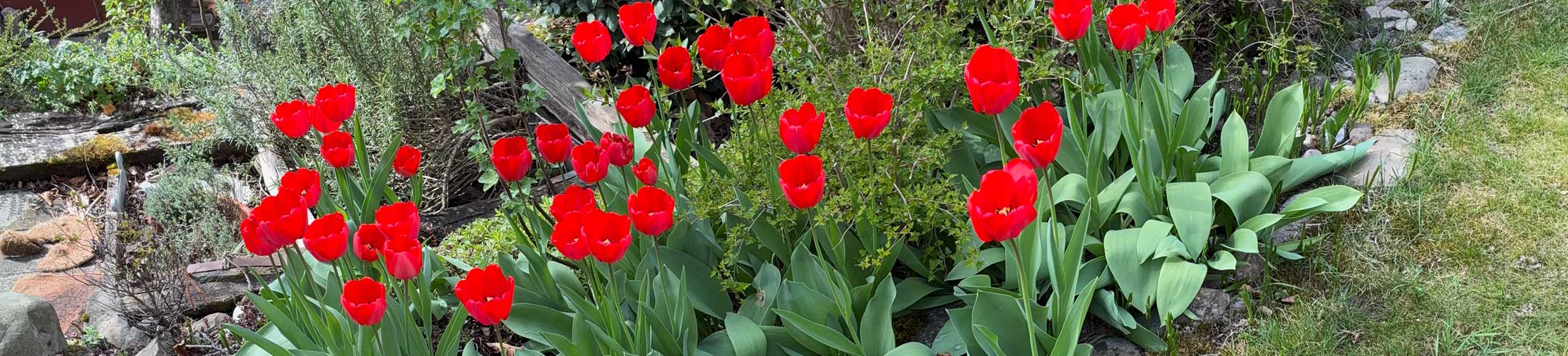 Tulpen