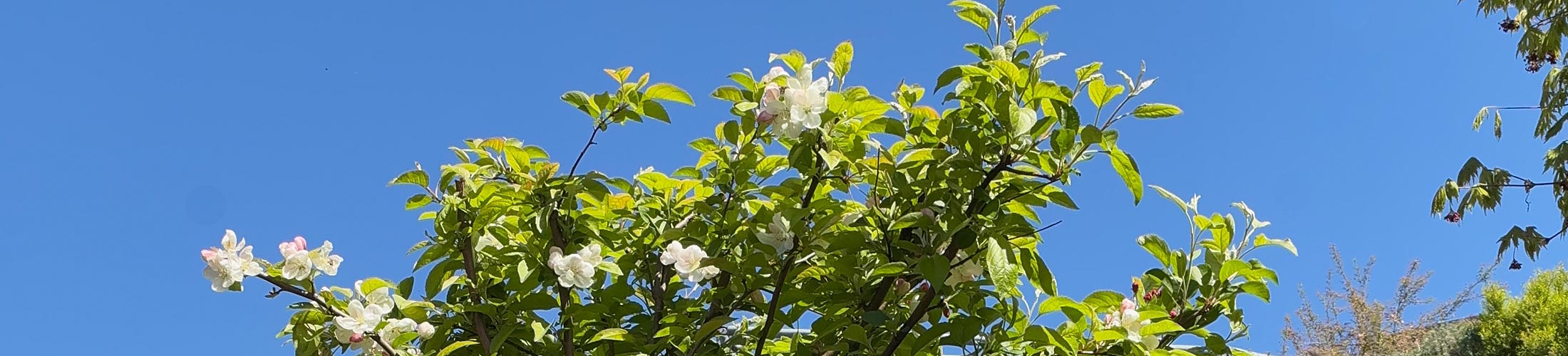 Zierapfel
