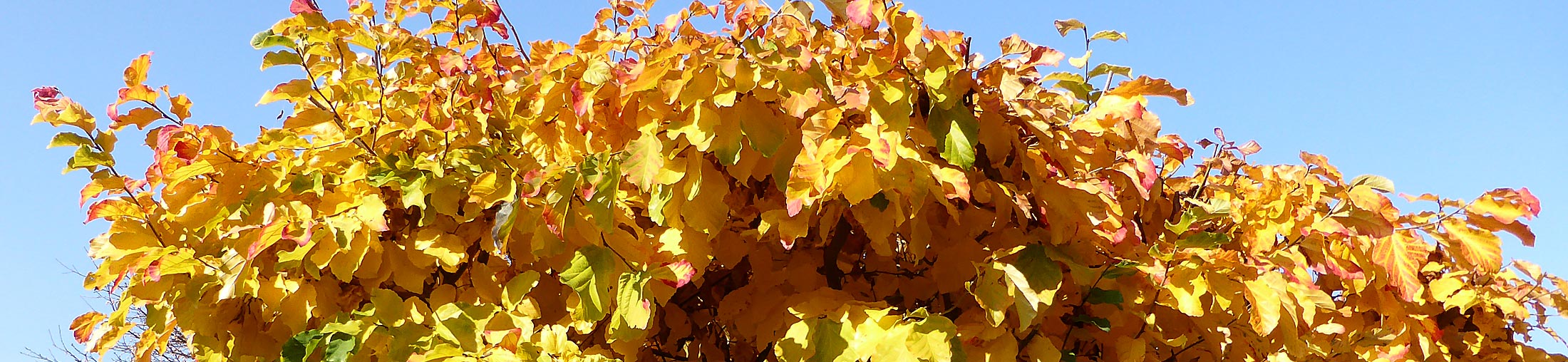 Eisenholzbaum