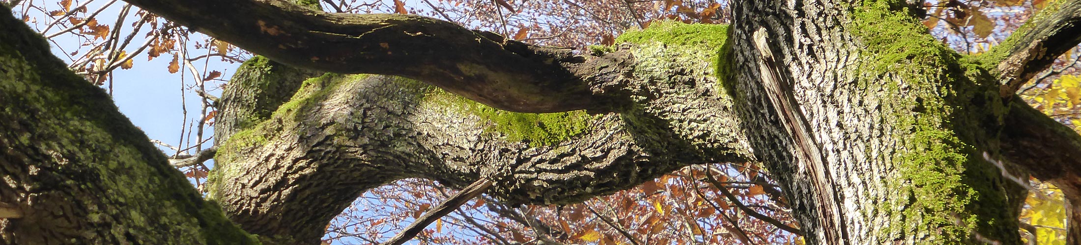 Eiche