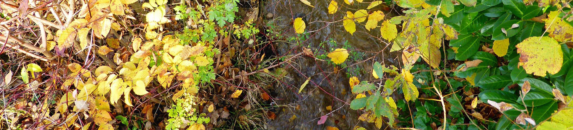 im Wald