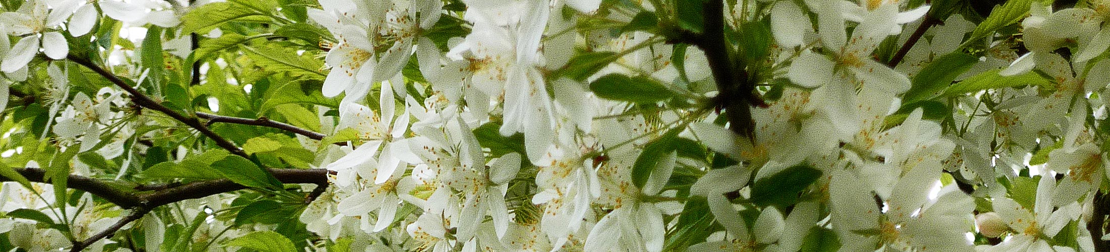 Zierapfel